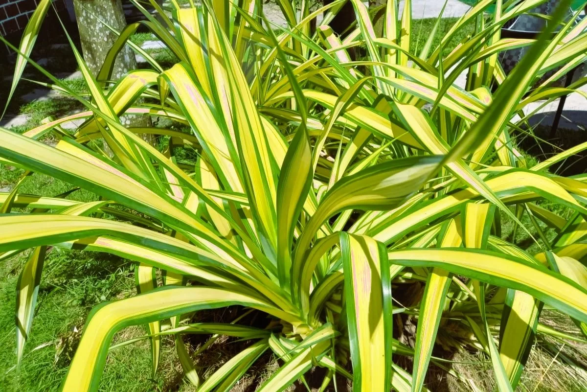 Exploring the Beauty of Chlorophytum comosum: The Spider Plant - Tita Chedz